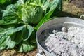 Pot with ashes in the farmers field of cabbages