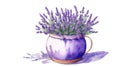 Pot with beautiful lavender flowers. Bouquet of lavender flowers isolated on white background Royalty Free Stock Photo