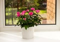 Pot of beautiul flowers on the window sill