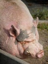 Pot-bellied pig Royalty Free Stock Photo