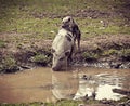 Pot-bellied pig drinking murky water and a piglet.