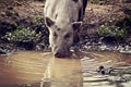 Pot-bellied pig drinking murky water Royalty Free Stock Photo