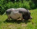 Pot-bellied pig on a farm in the meadow