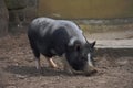 Pot bellied pig at a farm