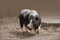 Pot bellied pig at a farm