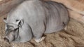 Pot-bellied pig farm and petting zoo Royalty Free Stock Photo