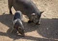 Pot-bellied pig and piglet