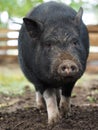 Pot-bellied pig. Portrait of a pig. The concept of breeding pigs, veterinary Royalty Free Stock Photo