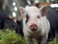 Pot-bellied pig. Portrait of a pig Royalty Free Stock Photo