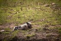 Pot-bellied pig resting in field. Royalty Free Stock Photo