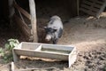 Pot bellied pig in hutch Royalty Free Stock Photo