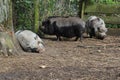 Pot bellied pigs at a farm in Eemnes, Netherlands Royalty Free Stock Photo