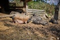 Pot Bellied Pigs on Farm. Stable for Pigs. Cute Pigs