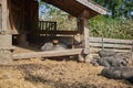 Pot Bellied Pigs on Farm. Stable for Pigs. Feeding Pigs