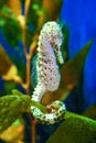 Pot-Bellied Sea Horse, Bigbelly Seahorse (Hippocampus abdominalis Royalty Free Stock Photo