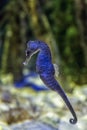 Pot-Bellied Seahorse Floating in Aquarium Waters Royalty Free Stock Photo