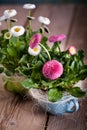 Pot of Bellis perennis Royalty Free Stock Photo