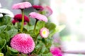 Pot of Bellis perennis Royalty Free Stock Photo