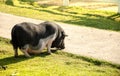 Pot belly pig on green field