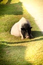 Pot belly pig on green field