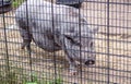 Pot belly pig in a pen at the farm Royalty Free Stock Photo