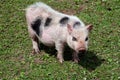 pot belly pig Royalty Free Stock Photo