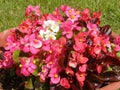 Pot with blooming begonia on the background of a green lawn.