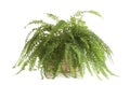 Pot with Boston fern plant isolated. Home decor Royalty Free Stock Photo