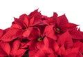 Pot of Bright Red Poinsettia Royalty Free Stock Photo