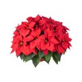 Pot of Bright Red Poinsettia Royalty Free Stock Photo