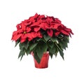 Pot of Bright Red Poinsettia Royalty Free Stock Photo