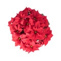 Pot of Bright Red Poinsettia Royalty Free Stock Photo
