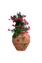 Pot with bush of blooming climbing plant for landscape design. Mandevilla. Bush with pink flowers in clay flower pot, isolated on Royalty Free Stock Photo