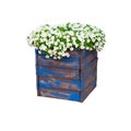 Pot with bush of blooming plant for landscape design. Bush with many small white flowers in blue wooden flower pot. Isolated on Royalty Free Stock Photo