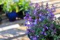 A pot of catmint flowers growing on a deck Royalty Free Stock Photo