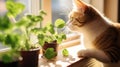 pot catnip plant