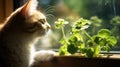 pot catnip plant
