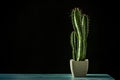 Pot with cereus cactus with three stems full of sharp spikes on blue table