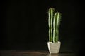 Pot with cereus cactus with three stems full of sharp spikes on the brown wooden table and black background