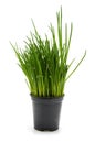 Pot with chives