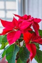 Pot with a Christmas poinsettia flower on the windowsill, blurred background