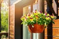 Pot with colorful pansy flowers hanging on house exterior wall Royalty Free Stock Photo