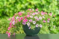 Pot of colorful pink petunia flowers on a table, green nature background Royalty Free Stock Photo