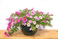 Pot of colorful pink petunia flowers on a wooden table, isolated on white Royalty Free Stock Photo