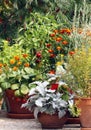 Pot and container gardening on the terrace or balc