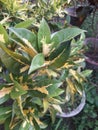  A pot of croton tree gives a nice view.