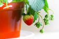 A pot culture of matured and immaturate strawberry