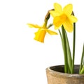 Pot of daffodils, isolated on white