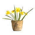 Pot of daffodils, isolated on white