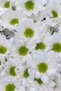 Pot of daisies. Lovely blossom daisy flowers background. White daisies background. vertical photo